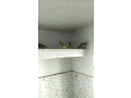 parrot-small-3