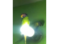 parrot-small-0