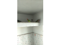parrot-small-3