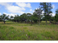 52-bigha-land-for-sale-small-4