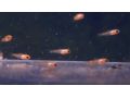 red-molly-and-platy-fry-small-0