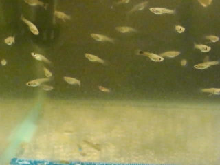 Guppy fry