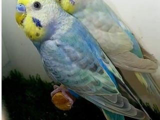 rainbow-prducer-pair