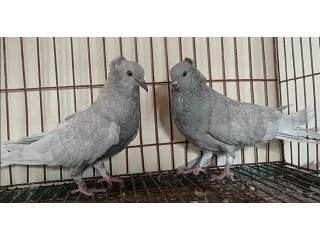 Cutial Silver Musaldom Pair