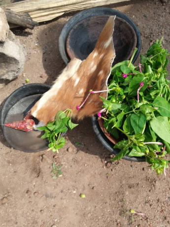 the-most-best-powerful-spiritual-herbalist-in-nigeria-big-2