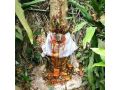 the-best-powerful-spiritual-herbalist-in-nigeria-2347042962713-small-1