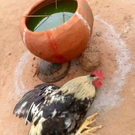 the-best-powerful-spiritual-herbalist-in-nigeria-2347042962713-big-0