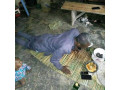 the-best-powerful-spiritual-herbalist-in-nigeria-call-or-whatsapp-2347062637212-small-1