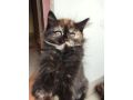 persian-female-cat-small-0