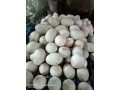 duck-eggs-small-0