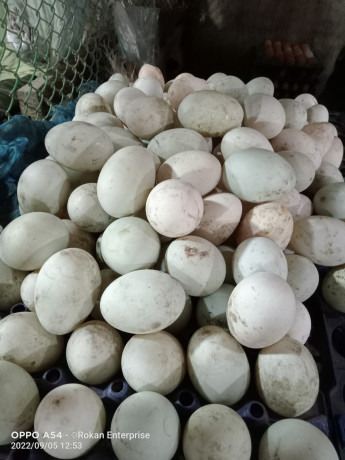 duck-eggs-big-0