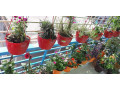 plant-sale-small-0