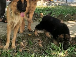 german-shefford-100fresh