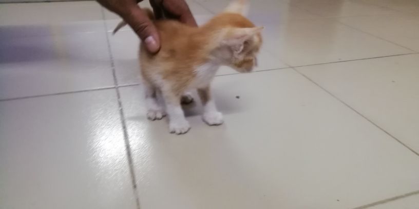 biraler-bacca-bikri-big-0