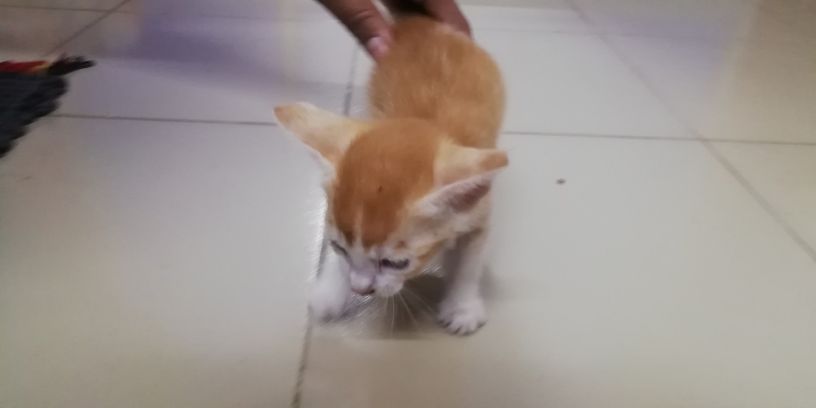 biraler-bacca-bikri-big-1