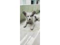 german-spitz-female-3-months-age-small-0