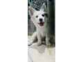 german-spitz-female-3-months-age-small-1