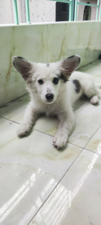 german-spitz-female-3-months-age-big-0