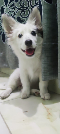 german-spitz-female-3-months-age-big-1