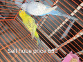 budgerigar-for-sell-small-2