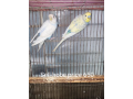 budgerigar-for-sell-small-1