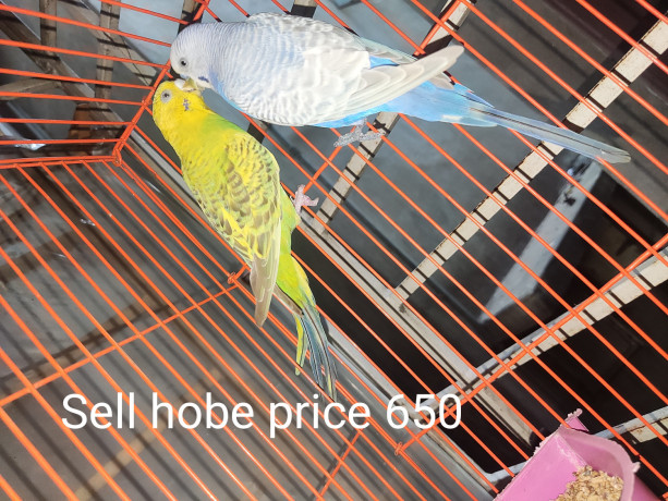 budgerigar-for-sell-big-2