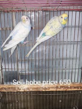 budgerigar-for-sell-big-1