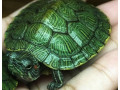 red-slider-turtle-small-0