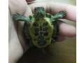 red-slider-turtle-small-1