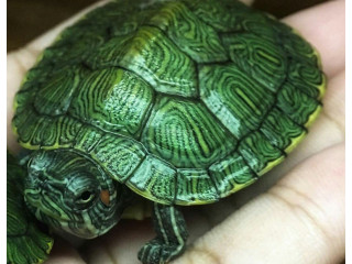 Red Slider Turtle